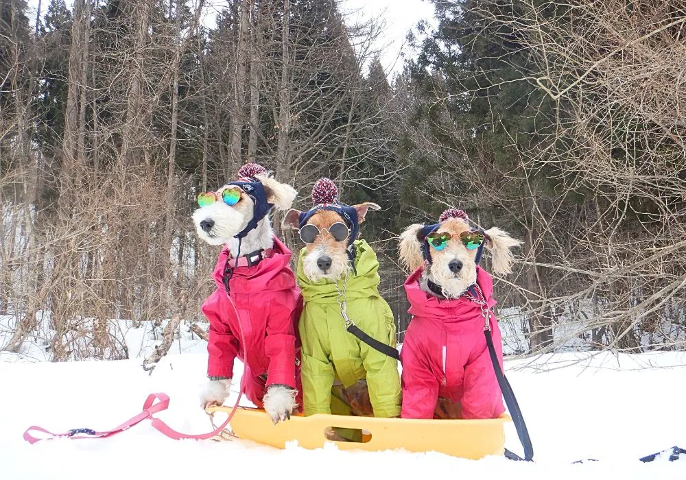 ドッグスノートレッキングツアー