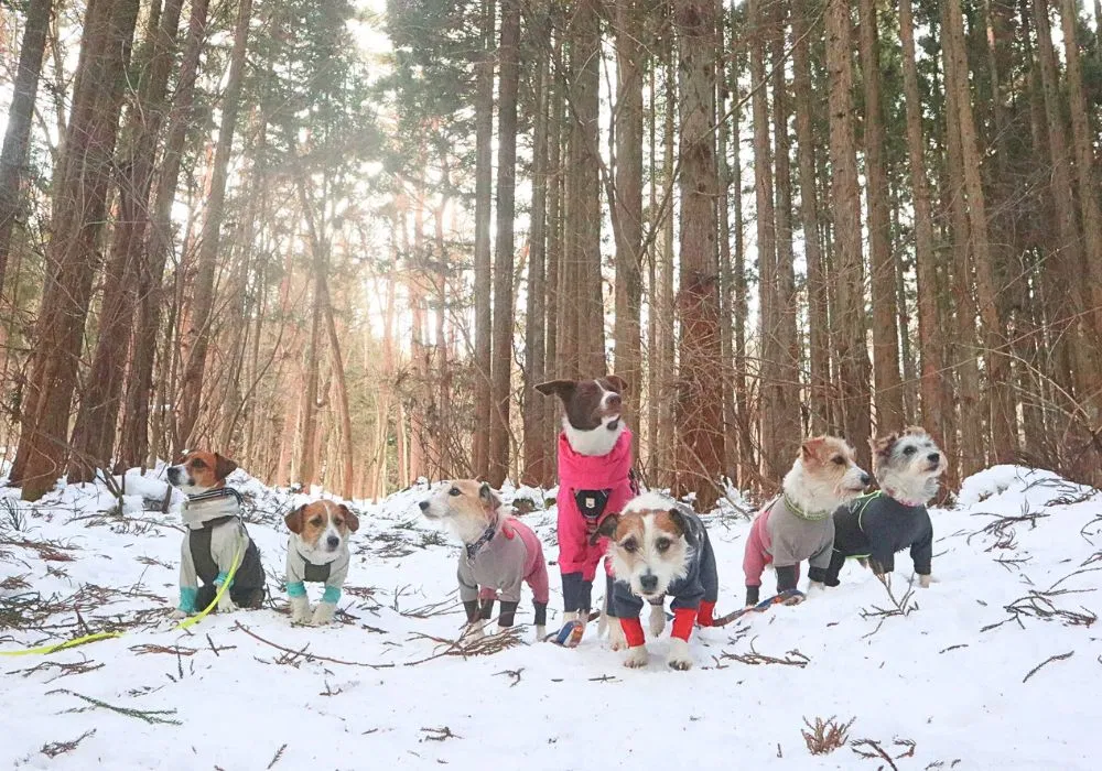 ドッグスノートレッキングツアー