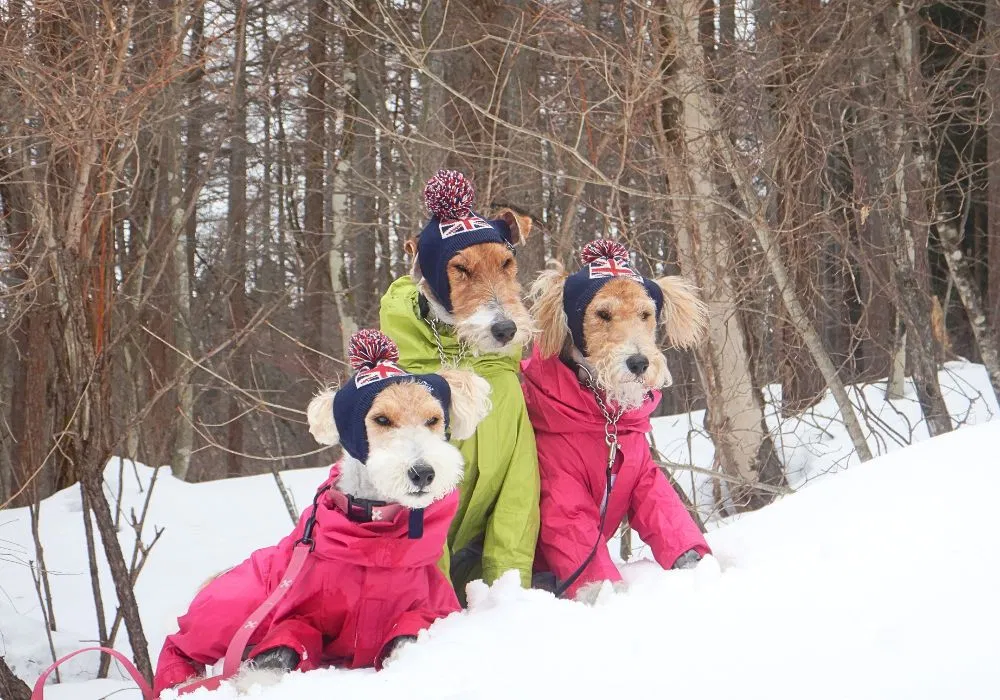 ドッグスノートレッキングツアー